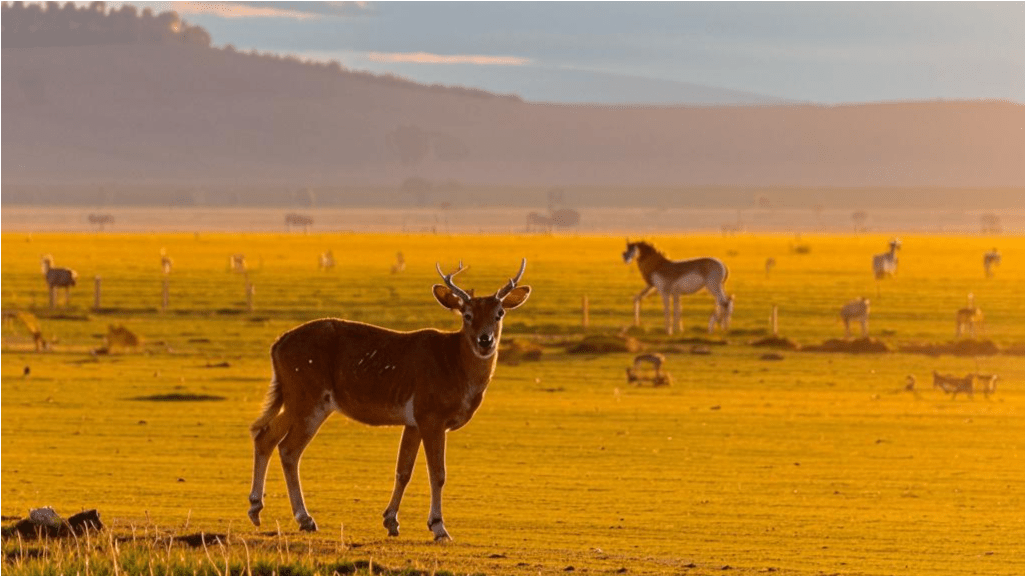 Как использовать Midjourney? 1 Нейросеть DALL- E 2, Как использовать Midjourney